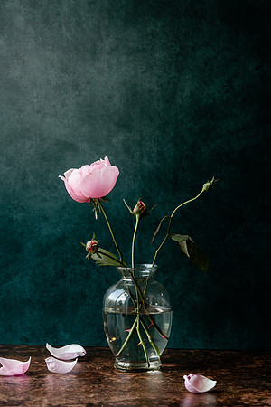 Rose in Vase