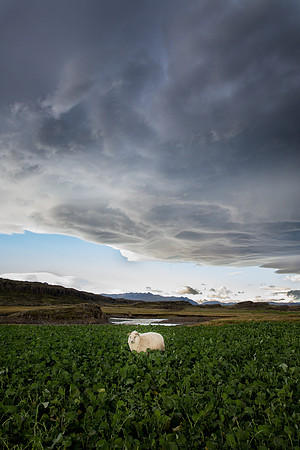 Sheep, Iceland
